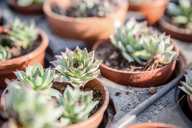 Plants Plants
